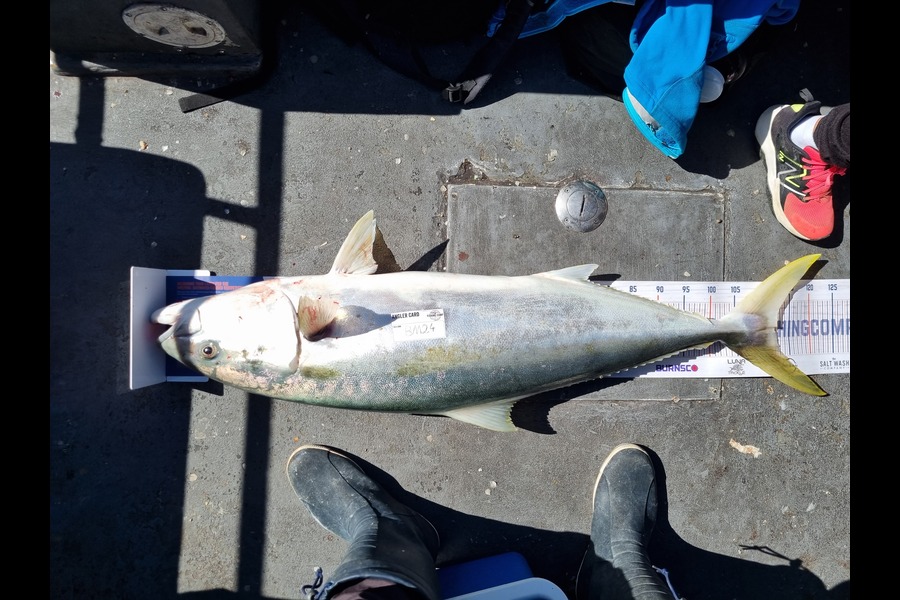 Alex Filyaev caught this 111.5cm Kingfish at Auckland during The Export NZ Fishing Competition