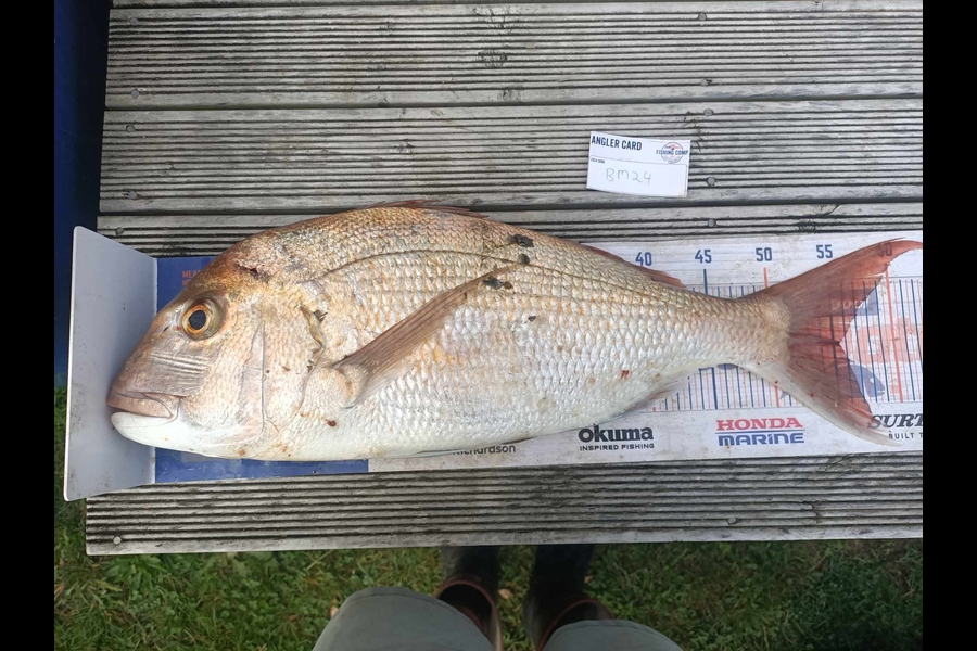 Jon Donaher caught this 55.5cm Snapper at Auckland during The Export NZ Fishing Competition