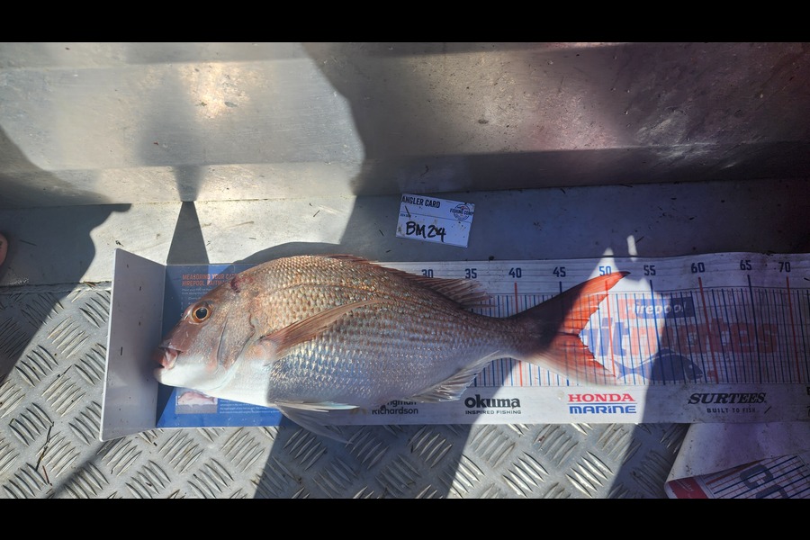 Jon Donaher caught this 46.5cm Snapper at Auckland during The Export NZ Fishing Competition