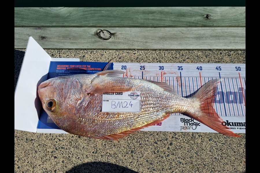 Alex Filyaev caught this 42.0cm Snapper at Auckland during The Export NZ Fishing Competition