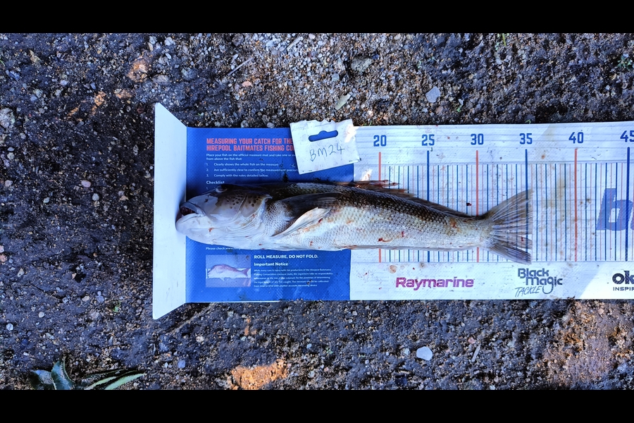 Tracy Holland caught this 35.5cm Blue Cod at Nelson/Marlborough during The Export NZ Fishing Competition