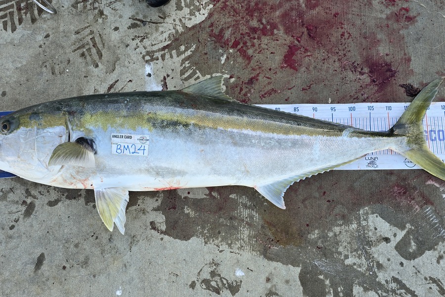 Rochelle Dunn caught this 119.0cm Kingfish at Northland during The Export NZ Fishing Competition