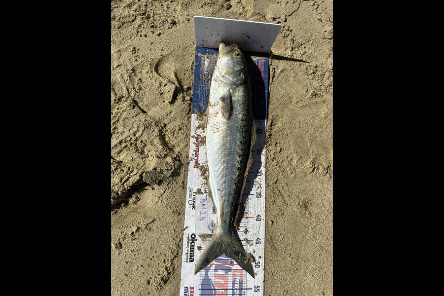 Peter Dunn caught this 47.5cm Kahawai at Northland during The Export NZ Fishing Competition