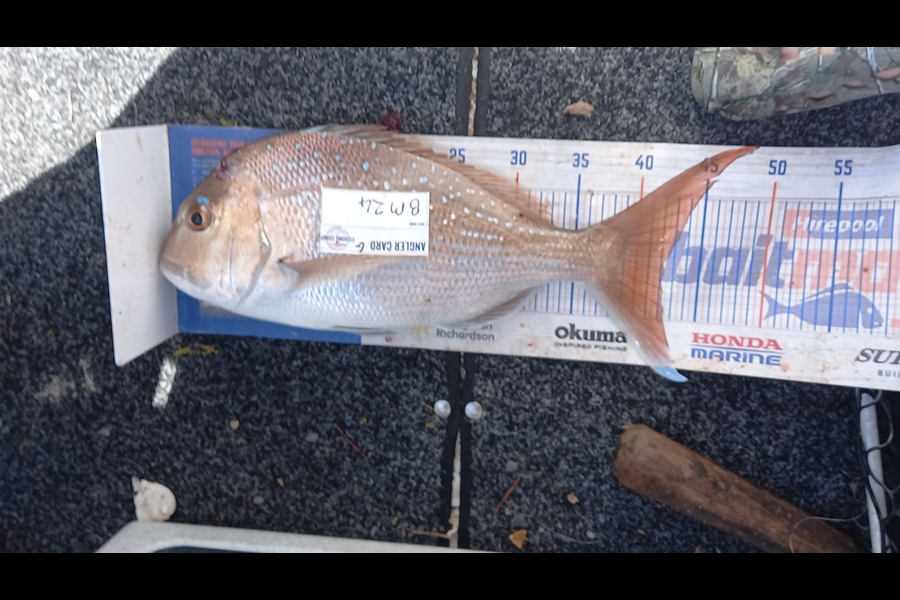 George Karl caught this 42.0cm Snapper at Waikato during The Export NZ Fishing Competition