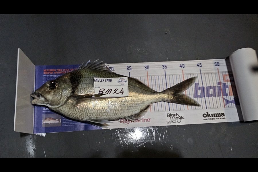 Frank van Vroonhoven caught this 39.0cm Tarakihi at Bay of Plenty during The Export NZ Fishing Competition