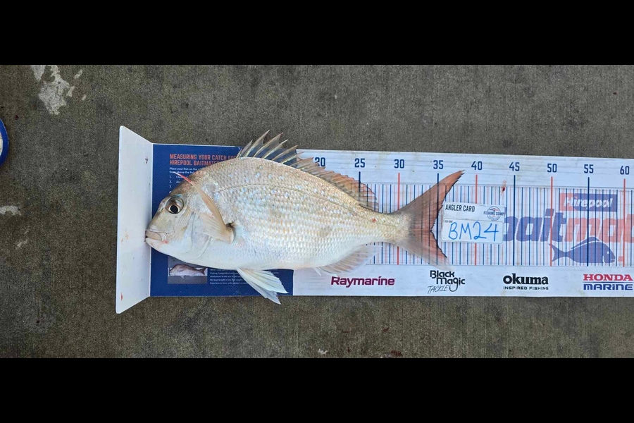Paora Proctor caught this 34.0cm Snapper at Northland during The Export NZ Fishing Competition
