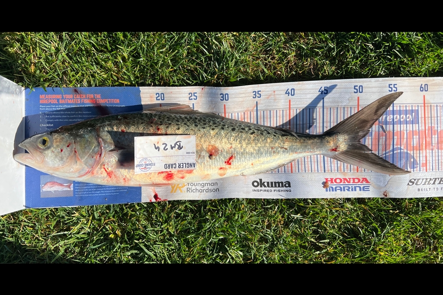 Charles  Peters caught this 50.0cm Kahawai at Bay of Plenty during The Export NZ Fishing Competition
