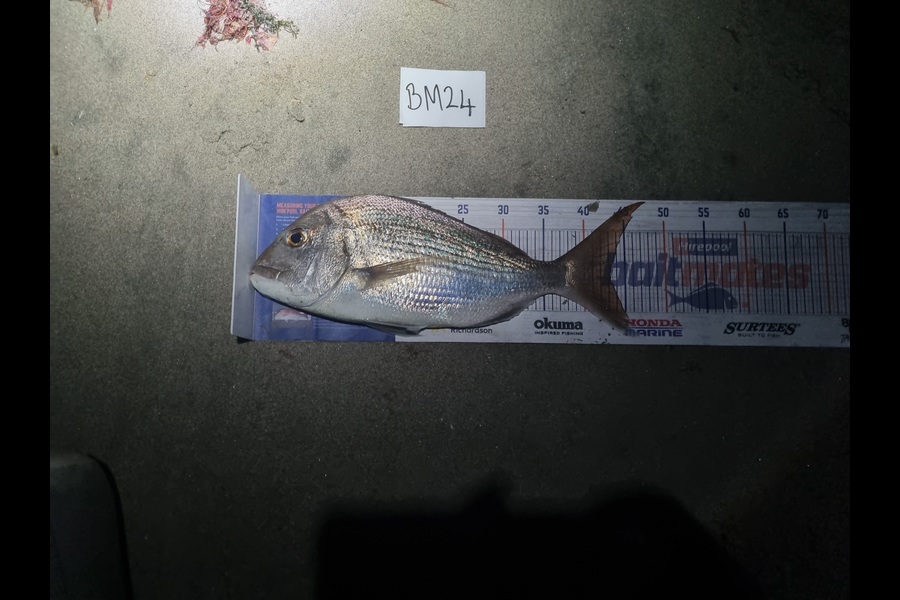 Michael Brown caught this 43.0cm Snapper at Bay of Plenty during The Export NZ Fishing Competition