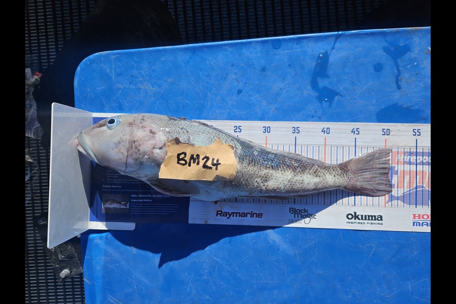 Sam Finlayson caught this 50.5cm Blue Cod at Wairarapa
 during The Export NZ Fishing Competition