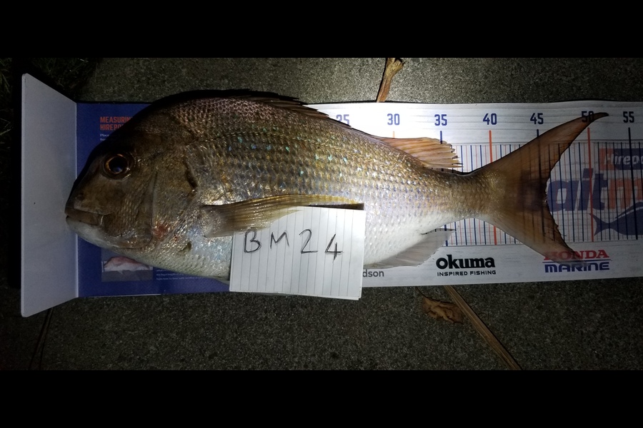 Peter Besley caught this 45cm Snapper at Bay of Plenty during The Export NZ Fishing Competition