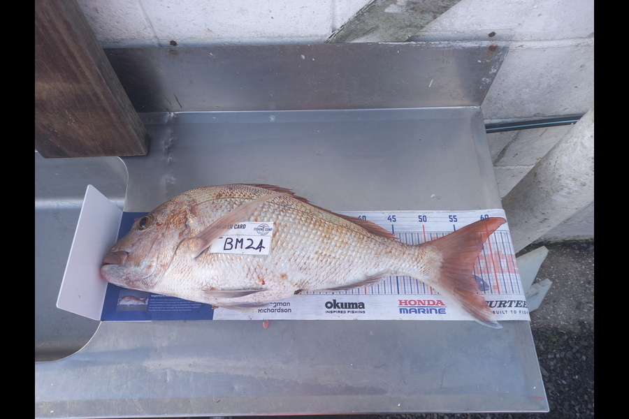 Radar Coxhead caught this 56.5cm Snapper at Coromandel during The Export NZ Fishing Competition