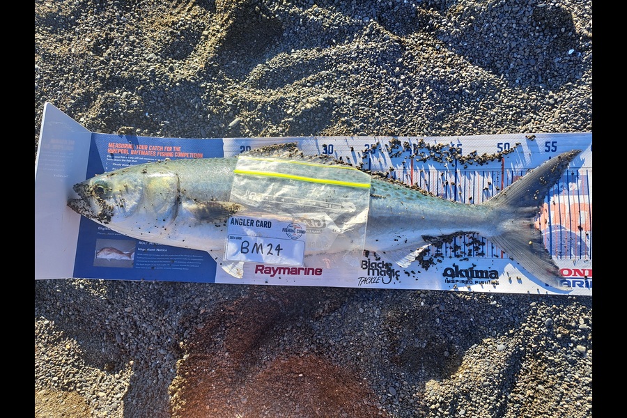 Harry Kovacs caught this 53.0cm Kahawai at Wairarapa
 during The Export NZ Fishing Competition