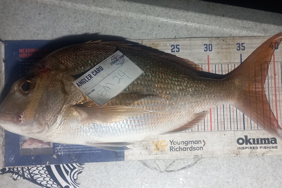Shane Reynolds caught this 38.0cm Snapper at Northland during The Export NZ Fishing Competition