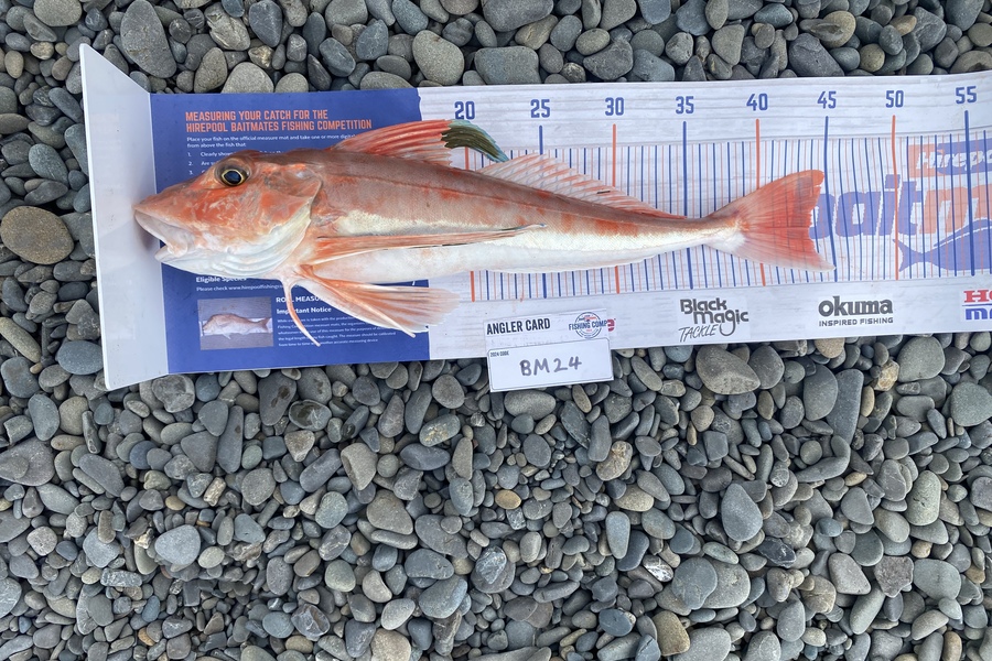 Max Nicholson caught this 43.5cm Gurnard at Hawkes Bay during The Export NZ Fishing Competition