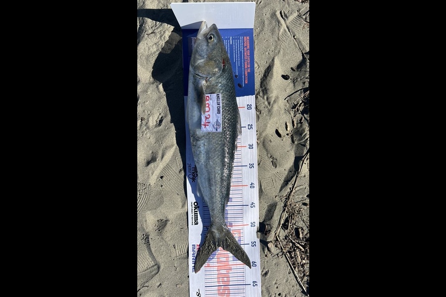 Braxton Carstairs caught this 55.0cm Kahawai at Canterbury during The Export NZ Fishing Competition