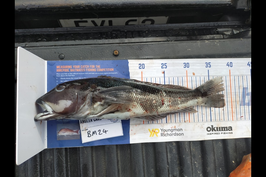 James Thomas caught this 38.0cm Blue Cod at Southland during The Export NZ Fishing Competition