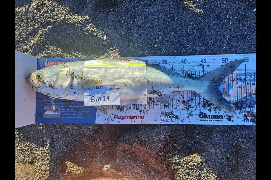 David Kovacs caught this 48.5cm Kahawai at Wairarapa
 during The Export NZ Fishing Competition
