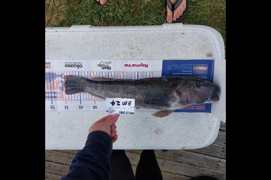 Steve Crowley caught this 50.0cm Blue Cod at Nelson/Marlborough during The Export NZ Fishing Competition