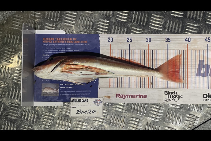 Tom Burroughs-Moody caught this 38.0cm Gurnard at Wellington during The Export NZ Fishing Competition