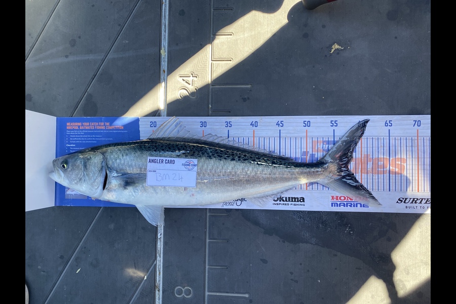Jack Omeara caught this 57.5cm Kahawai at Nelson/Marlborough during The Export NZ Fishing Competition