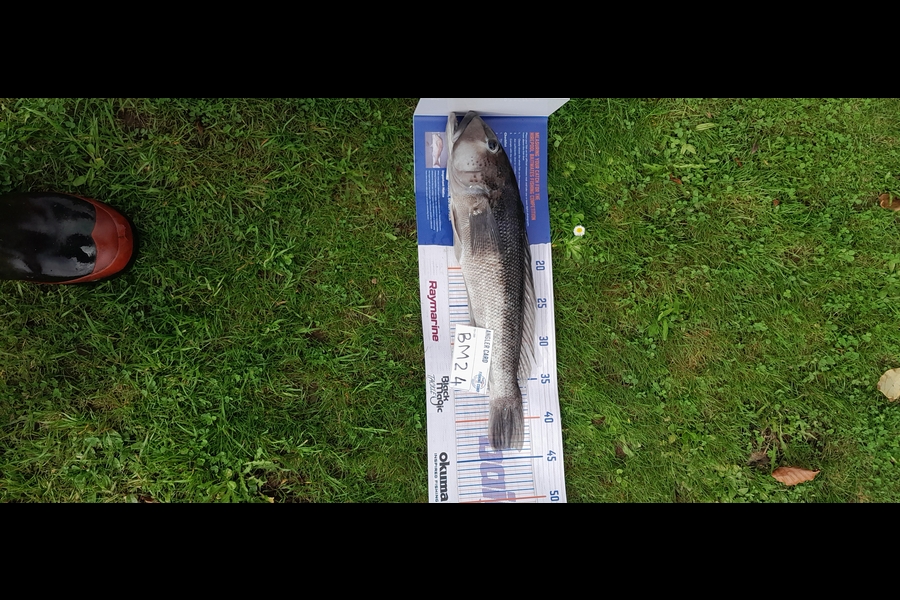 Roedolf Prinsloo caught this 43.5cm Blue Cod at Southland during The Export NZ Fishing Competition