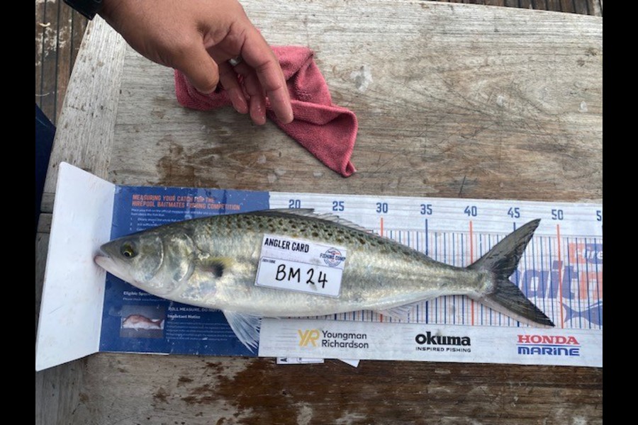 Gary Allan caught this 44.0cm Kahawai at Wellington during The Export NZ Fishing Competition