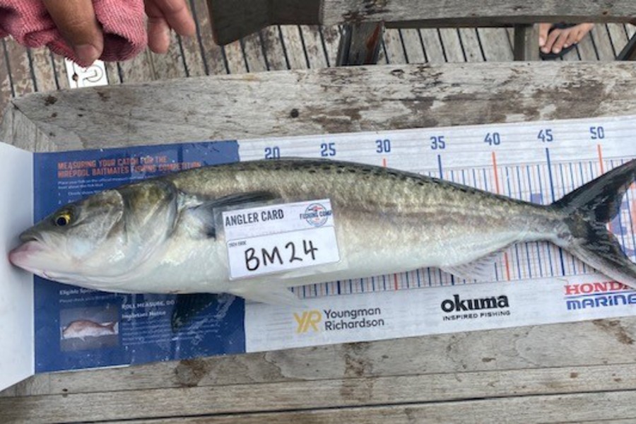 Mason Allan caught this 49.5cm Kahawai at Wellington during The Export NZ Fishing Competition