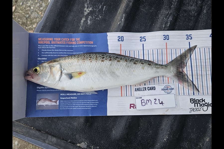 Andre Zowitzkey caught this 33.0cm Kahawai at Northland during The Export NZ Fishing Competition