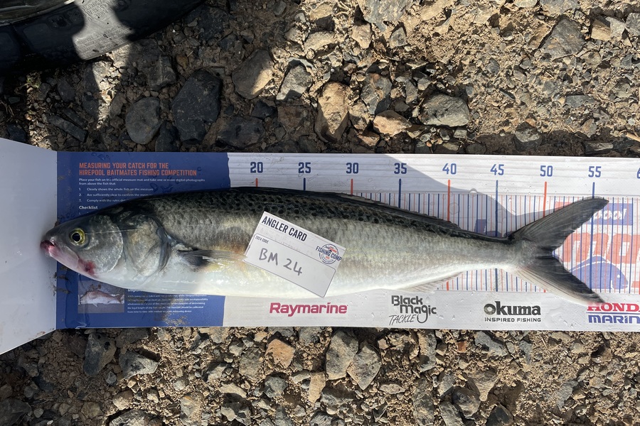 Toby Greer caught this 50.5cm Kahawai at Canterbury during The Export NZ Fishing Competition