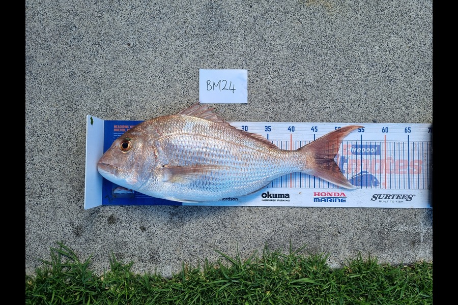 Michael Brown caught this 49.0cm Snapper at Bay of Plenty during The Export NZ Fishing Competition
