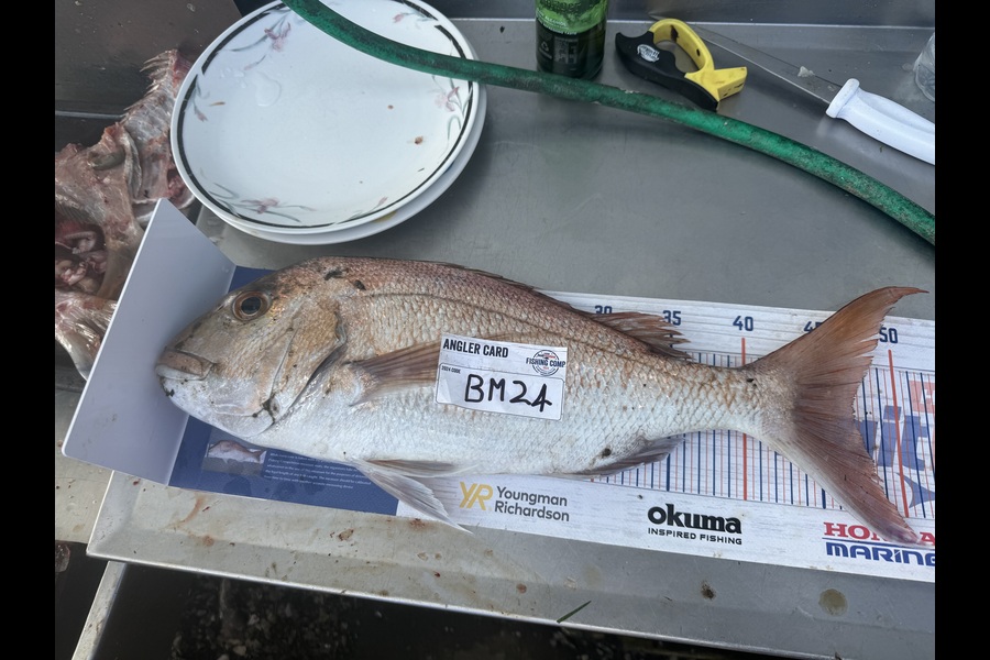 Cameron Coxhead caught this 47.0cm Snapper at Coromandel during The Export NZ Fishing Competition