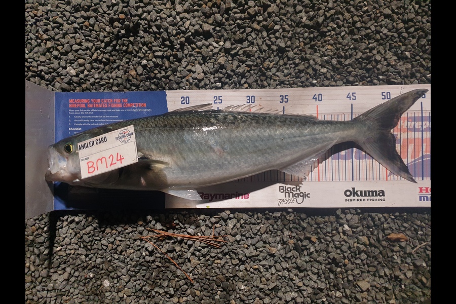 Rodney Niven caught this 50.5cm Kahawai at Wellington during The Export NZ Fishing Competition