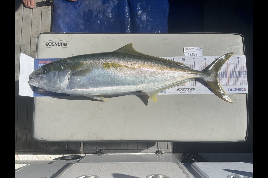 Shaun Russell caught this 85.0cm Kingfish at Northland during The Export NZ Fishing Competition
