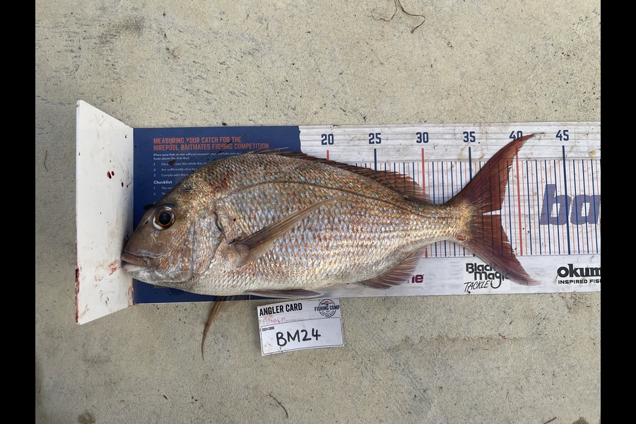 Shaun Russell caught this 38.0cm Snapper at Northland during The Export NZ Fishing Competition