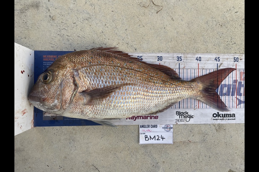 Hunter Russell caught this 44.5cm Snapper at Northland during The Export NZ Fishing Competition