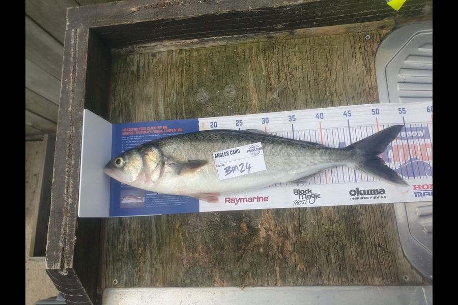 Nikita Bain caught this 49.0cm Kahawai at Bay of Plenty during The Export NZ Fishing Competition