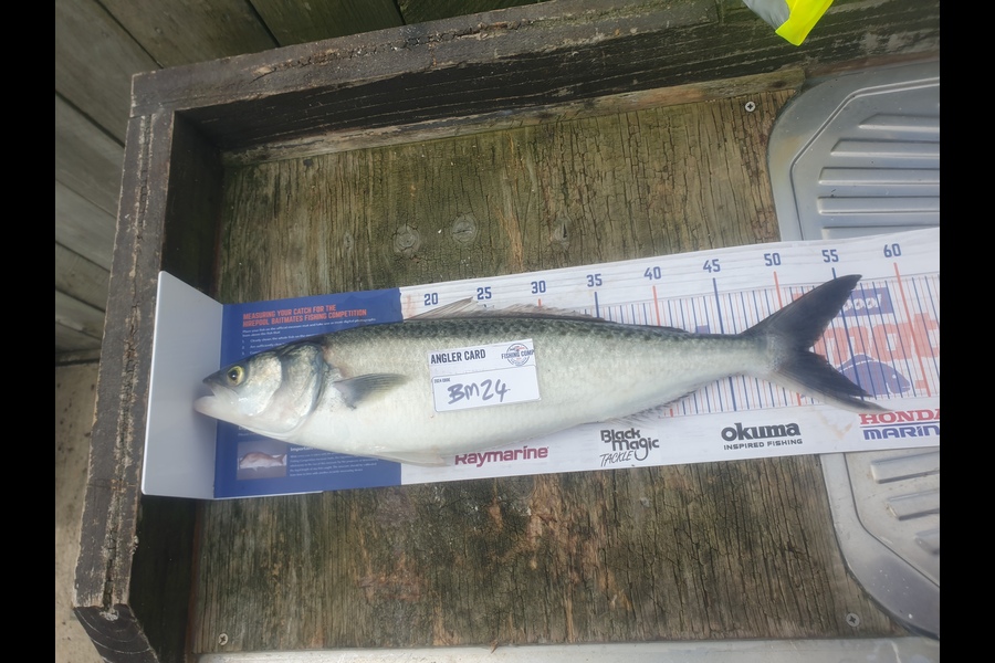 Paul Speedy caught this 51.5cm Kahawai at Bay of Plenty during The Export NZ Fishing Competition