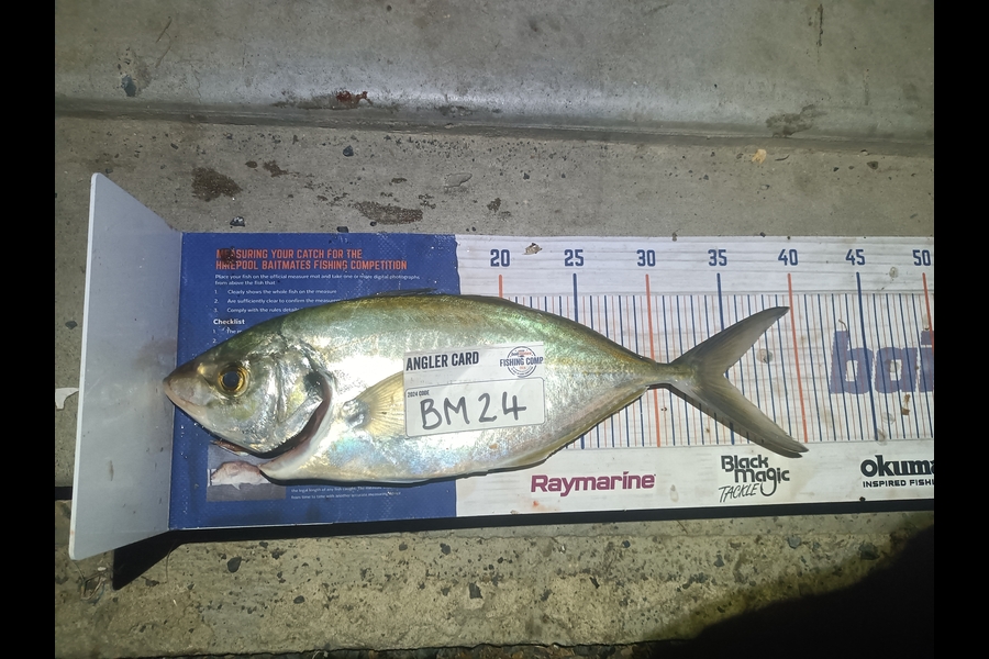 Daniel Hilton caught this 33.5cm Trevally at Northland during The Export NZ Fishing Competition