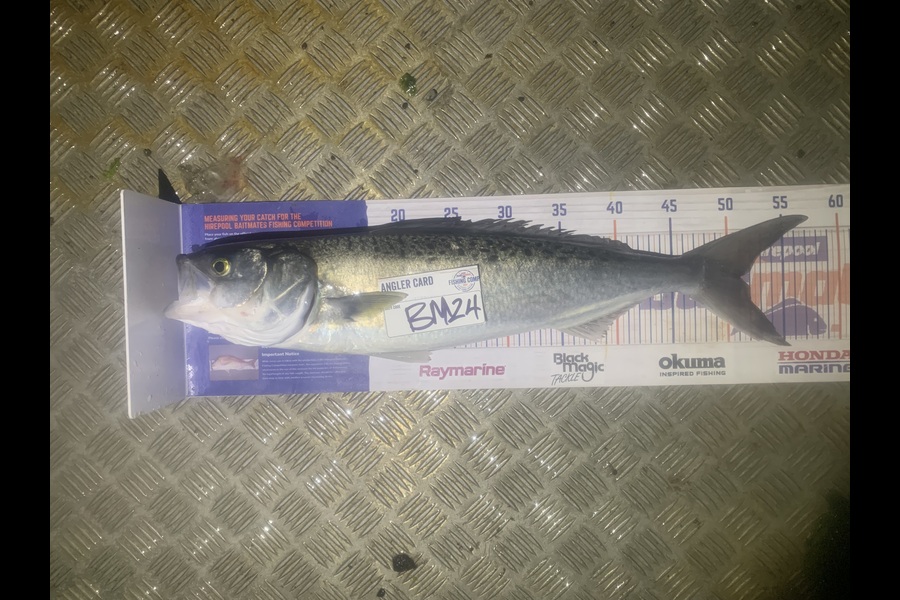 Josh Bolton caught this 51.0cm Kahawai at Wellington during The Export NZ Fishing Competition