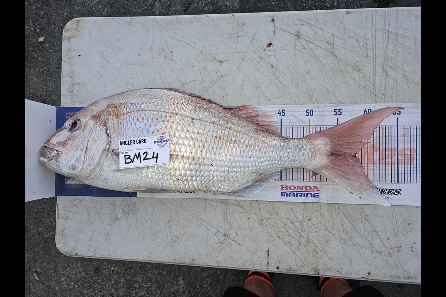 Shane Wilson caught this 58.0cm Snapper at Hawkes Bay during The Export NZ Fishing Competition