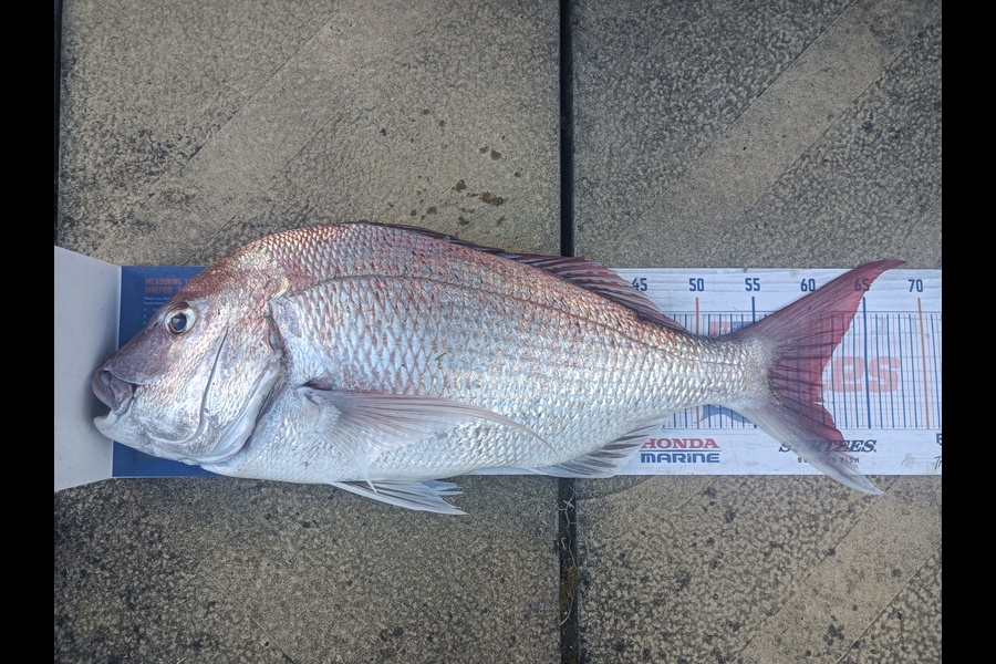 Chris La Franchie caught this 61.0cm Snapper at Waikato during The Export NZ Fishing Competition