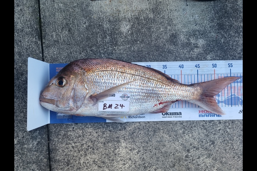 Bryce Gordon caught this 49.5cm Snapper at Bay of Plenty during The Export NZ Fishing Competition