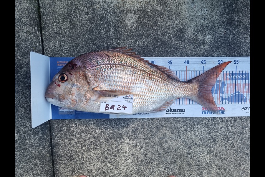 Caleb Gordon caught this 47.5cm Snapper at Bay of Plenty during The Export NZ Fishing Competition