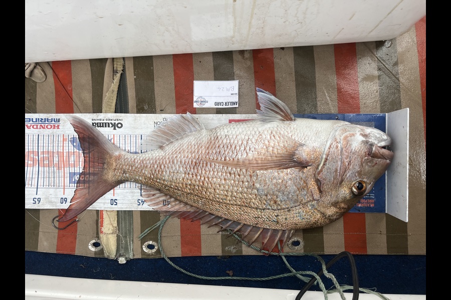 David  Griffin caught this 56.0cm Snapper at Coromandel during The Export NZ Fishing Competition