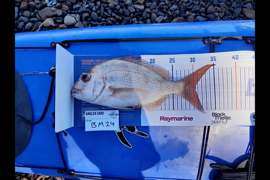 Calvin Smith caught this 30.5cm Snapper at Coromandel during The Export NZ Fishing Competition