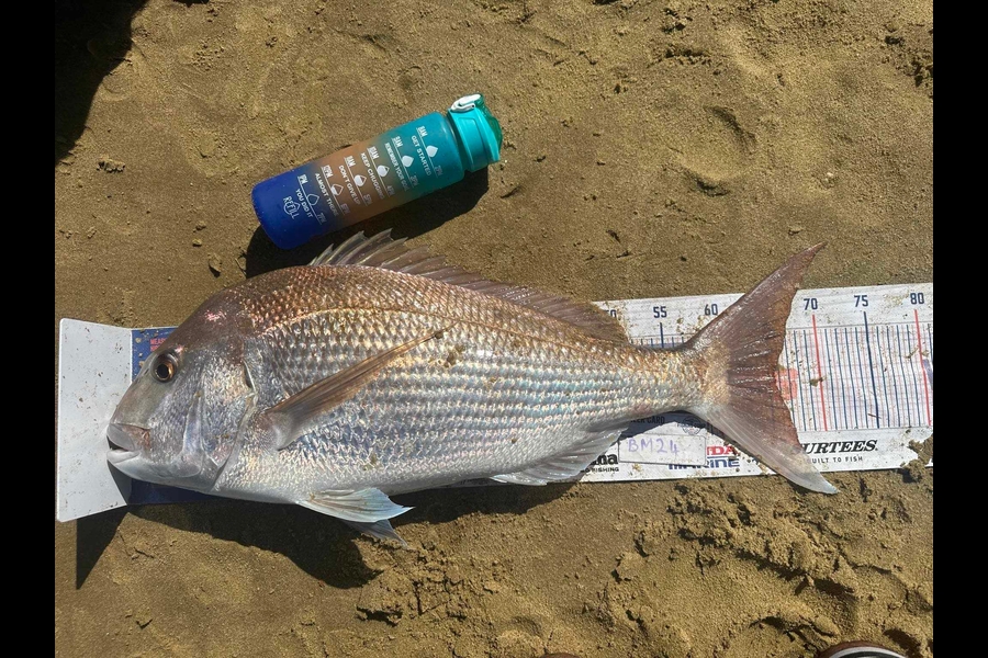 Ngareta Dunn caught this 65.5cm Snapper at Northland during The Export NZ Fishing Competition