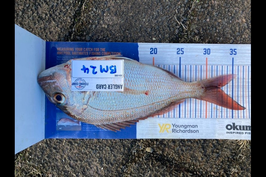 Roger Moore caught this 32.5cm Snapper at Coromandel during The Export NZ Fishing Competition