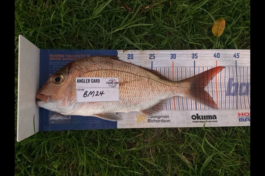 Roger Moore caught this 37.0cm Snapper at Coromandel during The Export NZ Fishing Competition