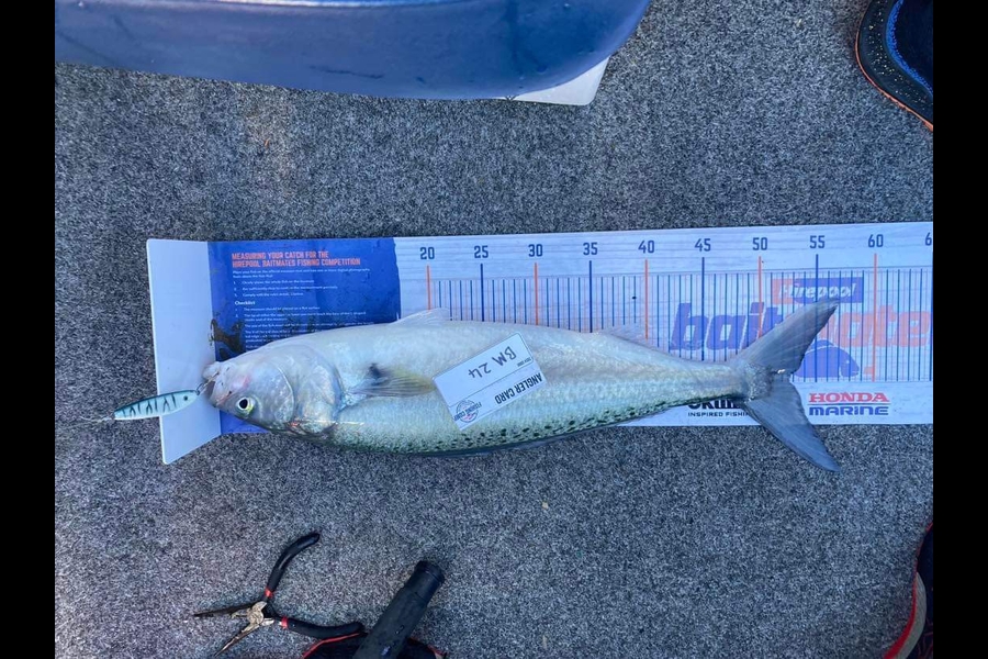 Leighton Greer caught this 52.5cm Kahawai at Canterbury during The Export NZ Fishing Competition
