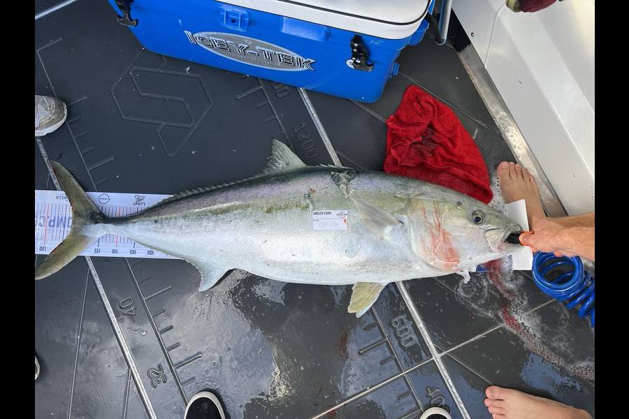 Henry Gibbs caught this 123cm Kingfish at Nelson/Marlborough during The Export NZ Fishing Competition